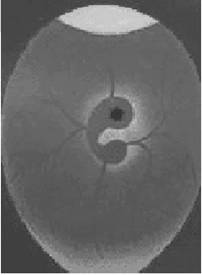MC25近红外相机在鸡蛋胚胎成活性检测的应用