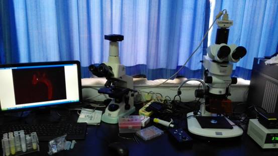 第三军医大学体视荧光显微镜MZX81顺利安装
