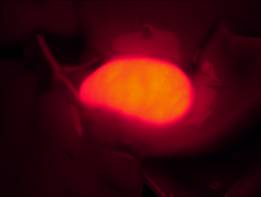 明美体视荧光显微镜应用于药物检测实验