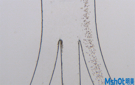 明美倒置荧光显微镜应用于微流控实验