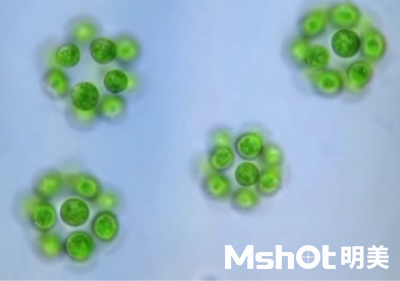 显微镜下的微拟球藻