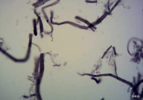 金相显微镜观察纸张纤维原料
