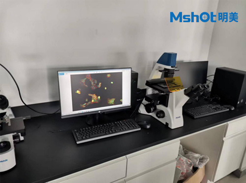 倒置荧光显微镜用于观察细胞的生长