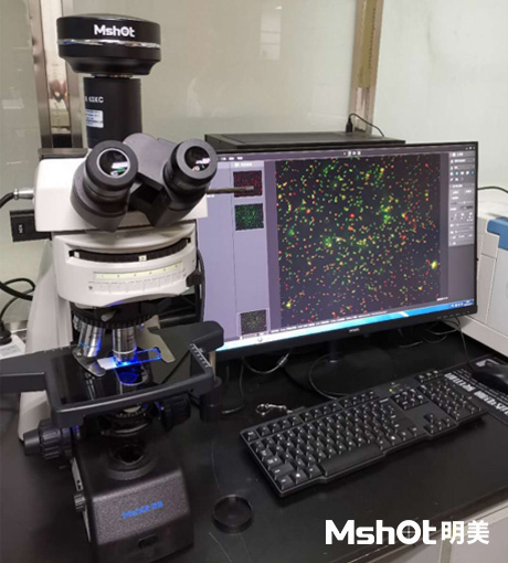 研究级正置荧光显微镜MF43-N