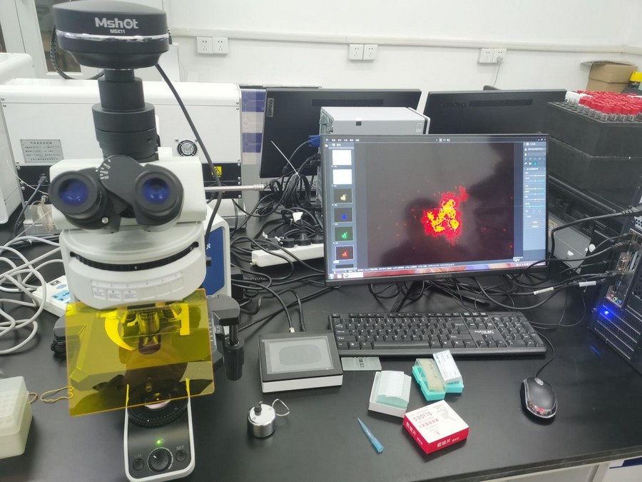 荧光显微镜应用于藻类叶绿素观察|应用百科