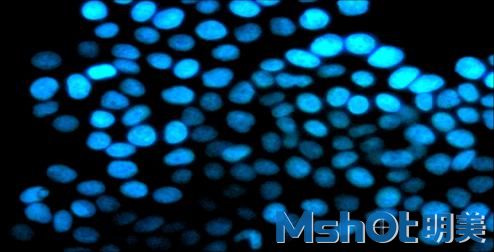 明美自主研发的倒置荧光显微镜MF52-LED 获华南农业大学生科院盛赞