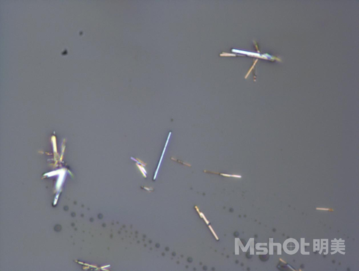 明美显微镜成像系统MDX1-T在水产研究中的应用