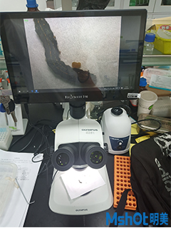明美显微镜相机助力华南师范大学昆虫所蛾类幼虫的气门观察
