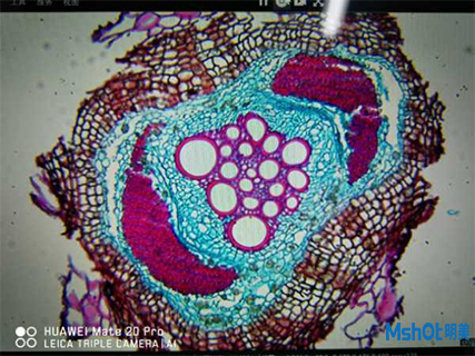 明美生物显微镜助力梭梭根系侧根的石蜡切片观察