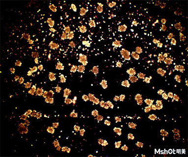 头孢克肟晶体在偏光显微镜下的特征 