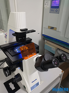 明美荧光显微镜助力广东省中医院细胞免疫荧光染色观察
