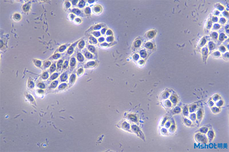 明美倒置显微镜在细胞生物学方面的研究