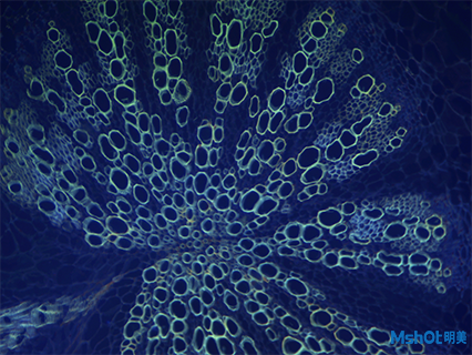 明美荧光显微镜应用于植物切片观察