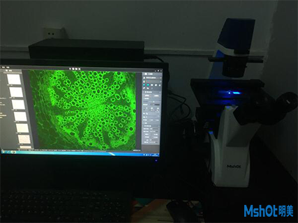 明美倒置显微镜应用于细胞染色标记