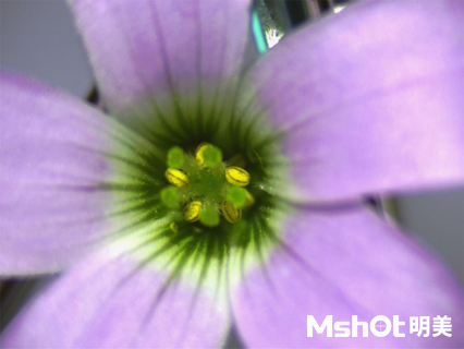 花卉研究用什么显微镜观察？