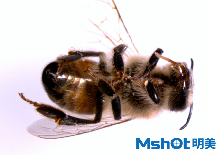 蜜蜂养殖，采用什么显微镜观察？