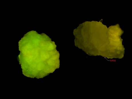 体视荧光显微镜搭配显微镜相机拍摄GFP标记种子
