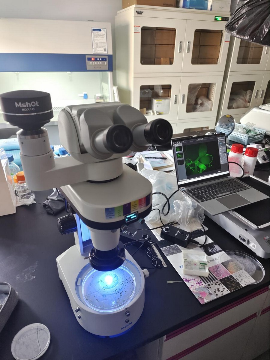 体视荧光显微镜应用于模式植物荧光观察|应用百科