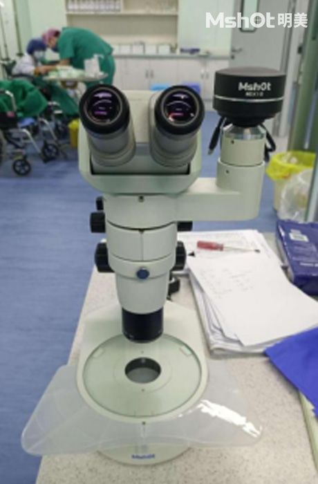 体视显微镜应用于幼鱼成长观察