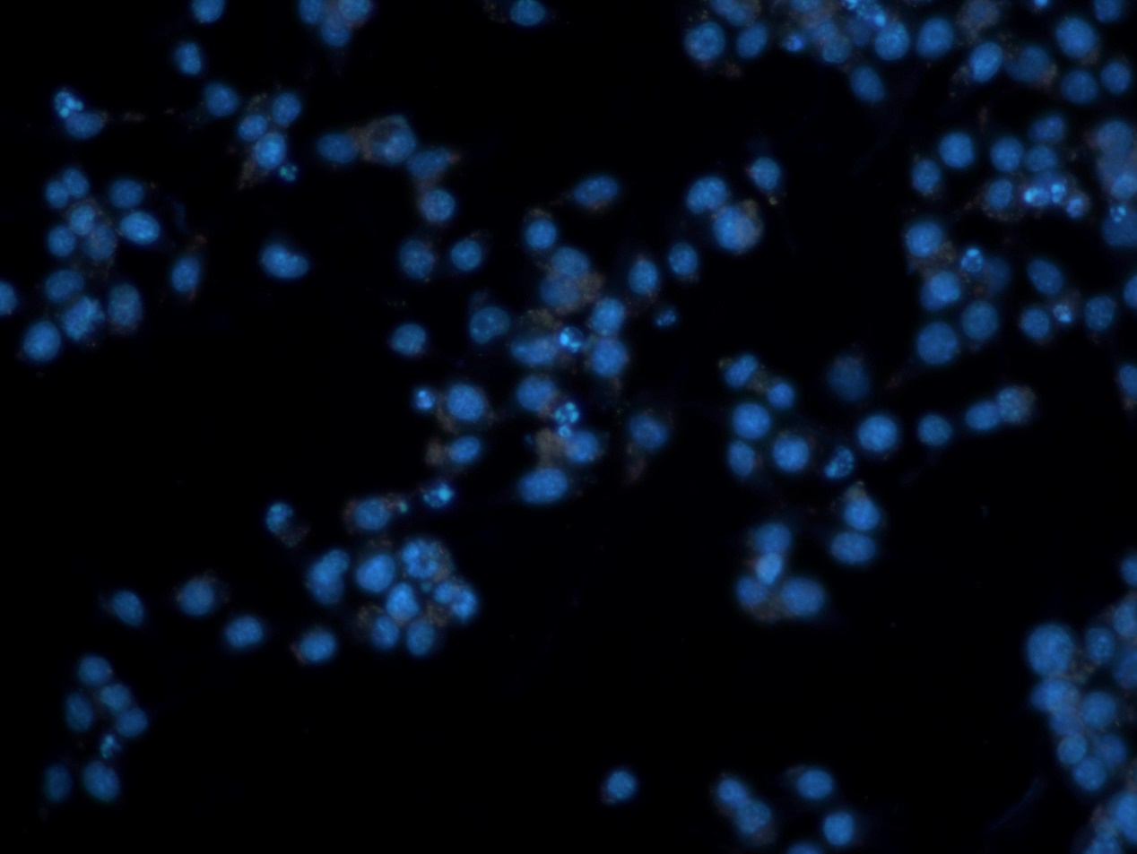 倒置荧光显微镜应用于小胶质细胞观察|应用百科