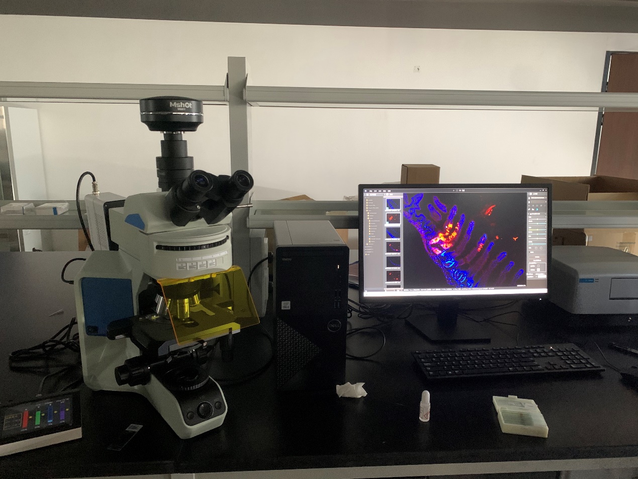 荧光显微镜应用于细胞切片观察|应用百科