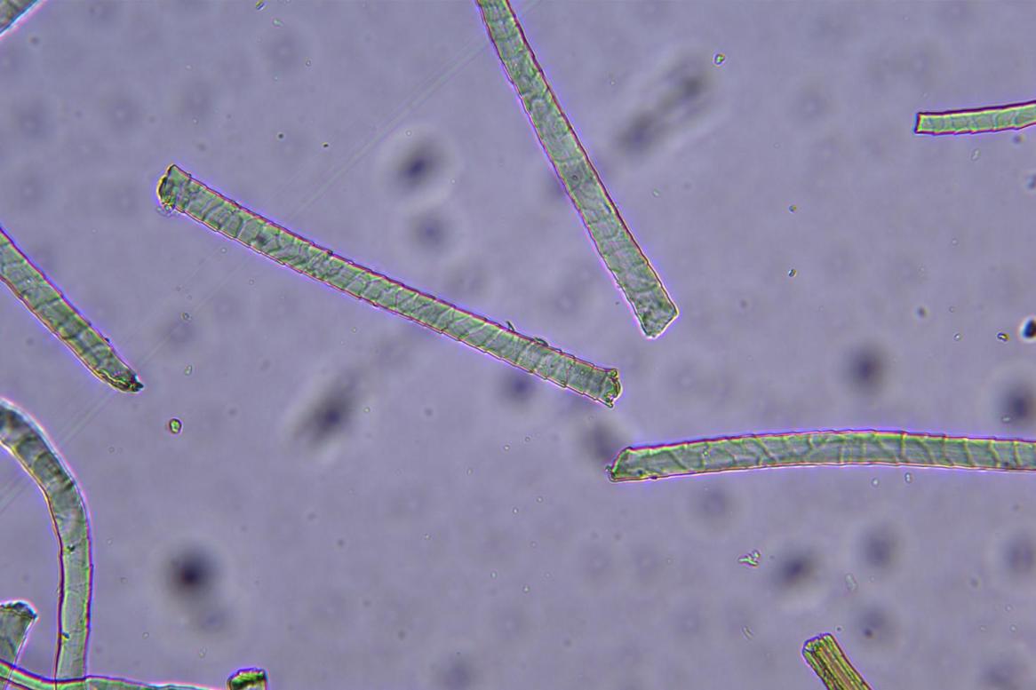 生物显微镜下的羊毛|应用百科